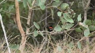 Redbacked Fairywren 16 [upl. by Sup662]