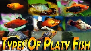 Types Of Platy Fish Varieties of Platy Fish Xiphophorus [upl. by Mayberry]