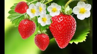 How to Grow Strawberries Year Round Shorts [upl. by Judenberg]