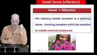 Smell Sense  olfaction [upl. by Bolten766]