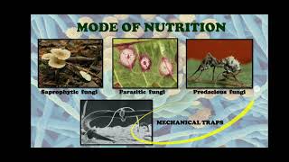 Nutrition in Fungi [upl. by Dyanna]