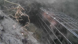 Muskrat Trapping With Underwater Footage [upl. by Nodnnarb22]