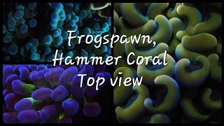 Frogspawn Coral Hammer Coral Top view 🪸 trending youtubevideo viralvideo aquavibez coral [upl. by Miah]