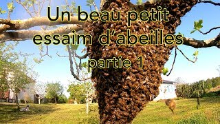 Un beau petit essaim d’abeilles 12 [upl. by Phillipp]