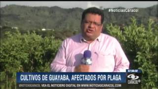 Un gusano tiene en vilo la producción de guayaba y bocadillo en Colombia  29 de Enero de 2014 [upl. by Vern]