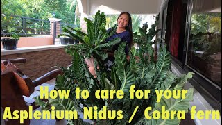 How to Care and Grow Cobra Fern  Asplenium Nidus  Showing you my 1 and 4 year old Cobra Fern [upl. by Wilfreda]