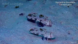 Some cool Twin spot gobies sifting through the sand for tasty morsels [upl. by Nnyltiac]