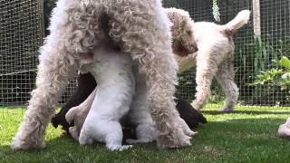 Spanish Water Dog Puppies 2013  First Day Out [upl. by Arelus]