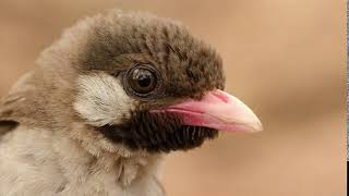 greater honeyguide call [upl. by Zane]