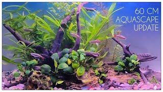 60 cm Aquascape Update [upl. by Bauer]