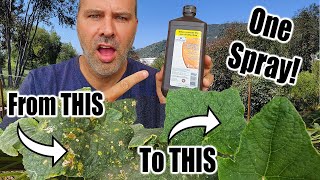 6 Benefits of Hydrogen Peroxide on Plants in the Garden [upl. by Afirahs]