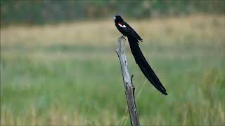 2016 12 06 16 10 P1730066 Long tailed Widowbird [upl. by Alistair]