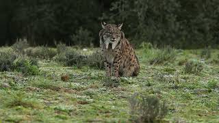 Iberian Lynx Lynx pardinus [upl. by Andrien]