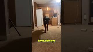 Bu Köpeğin Garip Alışkanlığı Sizi Şaşırtacak [upl. by Shulamith]