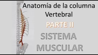 AnatomÍa de la columna vertebral  PARTE 3  Sistema Muscular [upl. by Geoffrey]