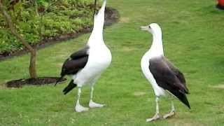 Laysan Albatross Courtship Dance [upl. by Bowes]