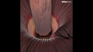 Corpse Flower draws curious crowds to Mitchell Park Domes [upl. by Dett]