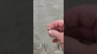 Copper toe ring beach find beachmetaldetecting minelab GoldSilverCopper [upl. by Ellehcar]