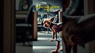 PERRITO MUY HAMBRIENTO ❤️‍🩹😾 love dog viralshort shortsviral shorts short humor perros [upl. by Harness]