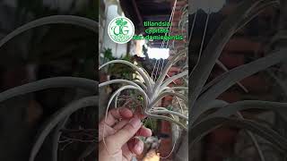 tillandsia capitata var domingensis [upl. by Hoxsie51]