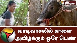 Only lady who grows bull for Jallikattu in Madurai [upl. by Htor256]