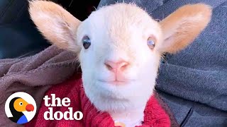 Lamb Is Obsessed With His Mom’s Coworker  The Dodo Little But Fierce [upl. by Shandra]