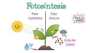 🌿Fotosíntesis  Fase Luminosa y Oscura  Ciclo de Calvin🌞 Fácil y Rápido  BIOLOGÍA [upl. by Regazzi]