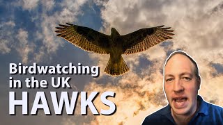 Birdwatching in the UK Hawks  All native species and tips on how to spot them in the wild [upl. by Ennazor]