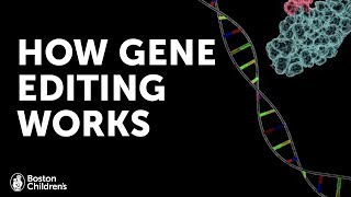 How Gene Editing Works  Boston Children’s Hospital [upl. by Odnomyar]