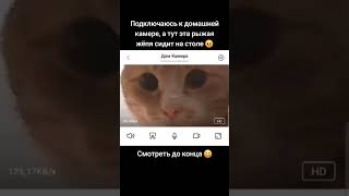 ПРОВЕРКА КОТА ЧЕРЕЗ КАМЕРУ  tiktok kotyakz [upl. by Lauraine]