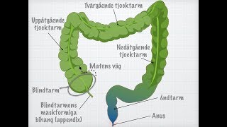 Tjocktarmens och ändtarmens funktioner [upl. by Seuqirdor]