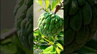 How to Grow Custard Apple at Home plants farming shorts [upl. by Burkhart13]