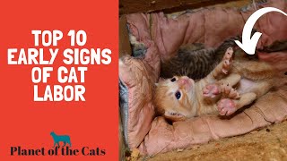 Top 10 Signs Your Cat is in LABOR [upl. by Oilalue]