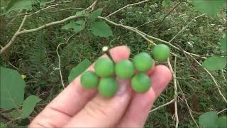 Worlds Most Underutilized Vegetables no 7  Solanum torvum [upl. by Aznaed]