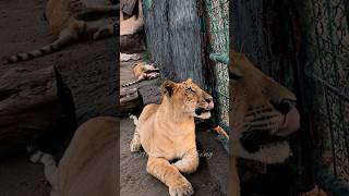 lion lioness shorts nature africa youtubeshortsfypforyou اسد حيوانات حيواناتمفترسه [upl. by Arotak]