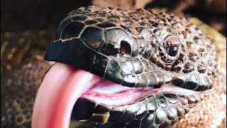 Handling Venomous Mexican Beaded Lizards [upl. by Ongineb]