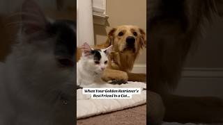 Watch as our Golden Retriever Clara tries to live best cat life 🐾❤️ DogAndCat BestFriends BFF [upl. by Einolem130]