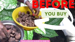 UGU SEEDS Before You Buy Ugu Fluted Pumpkin Seeds in the USA WATCH THIS [upl. by Deacon]