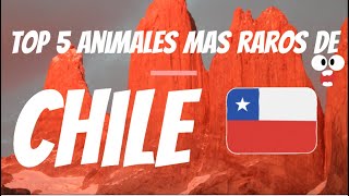 Top 5 Animales mas raro de CHILE [upl. by Akitnahs806]