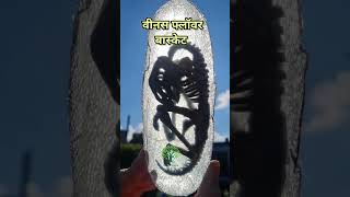 Euplectella जापान का अनोखा वेडिंग गिफ्ट unique wedding gift in japan shorts viralshort [upl. by Aihsyt]