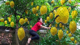 Harvesting Golden Soursop Annona muricata Make delicious Soursop smoothie Goes to the market sell [upl. by Berny694]