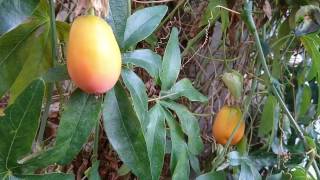 Passiflora caerulea from flower to fruit [upl. by Obmar]