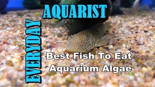 Best Fish to Clean  Eat Algae in Aquarium [upl. by Leonelle450]