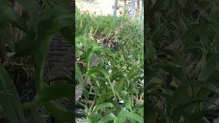 orchidnursery onlinesale  orchid seedlings online sale  near bluming [upl. by Warchaw]