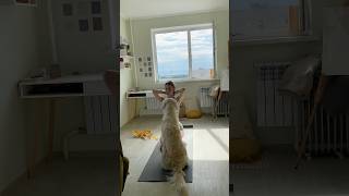 My yoga buddies🐶✨goldenretrievers morningroutine [upl. by Ikkir]