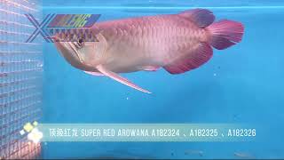 éˇ¶çş§çş˘éľ™ Super Red ArowanaďĽScleropages formosusďĽ‰ [upl. by Lleirbag403]