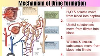 Mechanism of Urine formation [upl. by Burris]