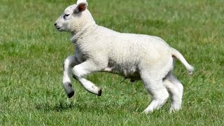 Happy Lambs Playing in the Pasture [upl. by Lena570]