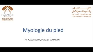 ANATOMIE FMPM MYOLOGIE DU PIED [upl. by Aniloj]