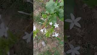 Plumbago zeylanica  Plumbaginaceae [upl. by Aiseneg]